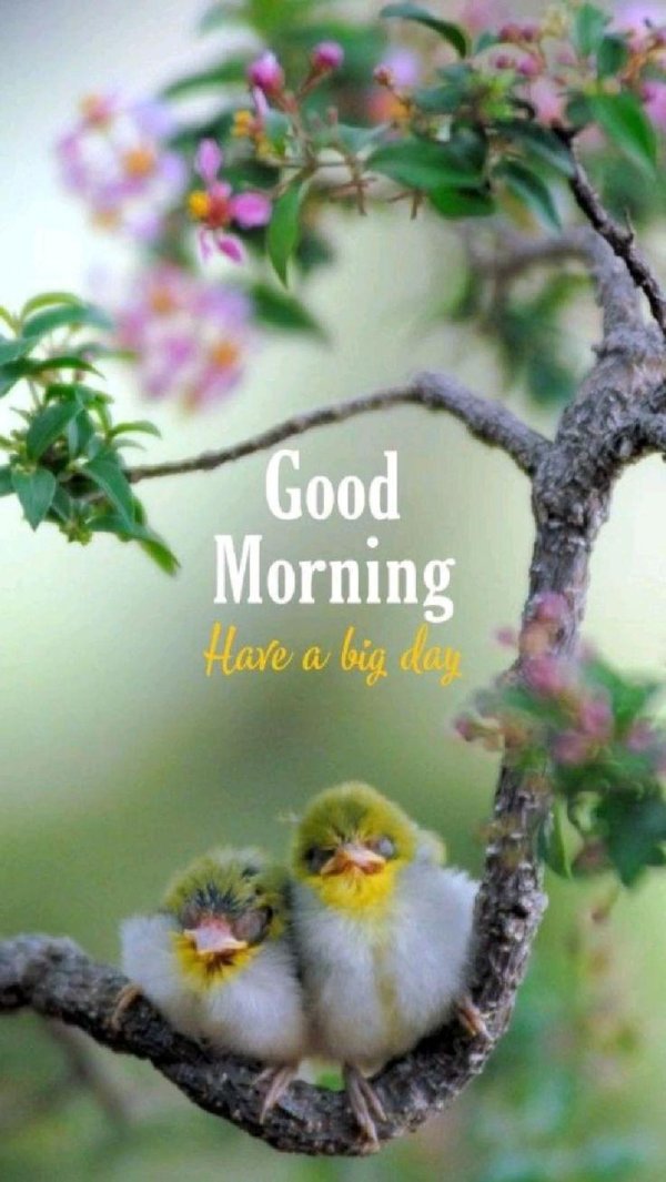 good morning good morning