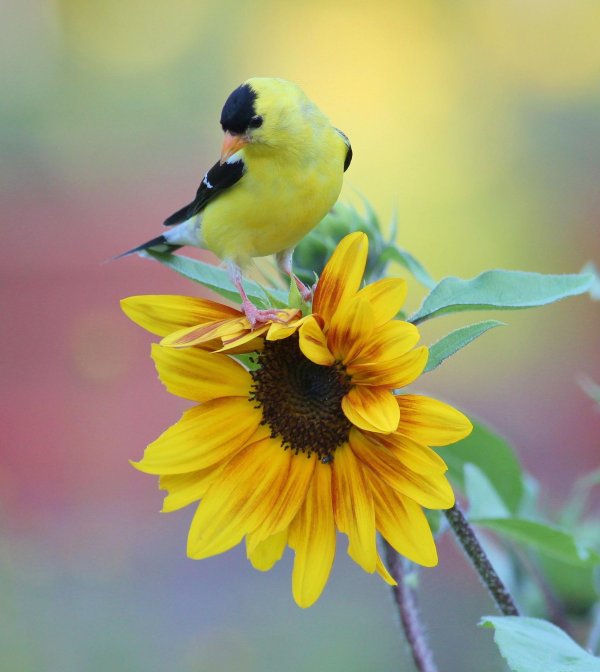 желтая птичка