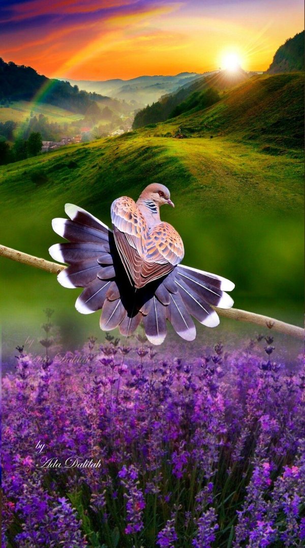 голубь горлица обыкновенная