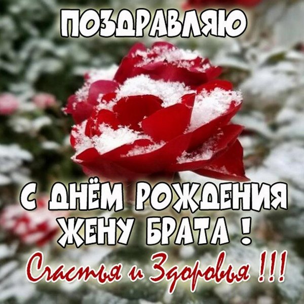 зимние розы