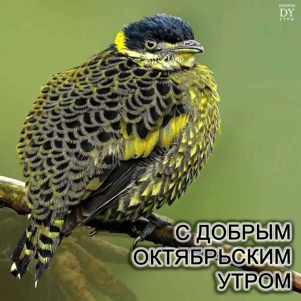 осеннего утра