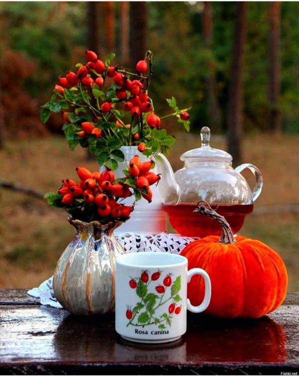 шиповник чай