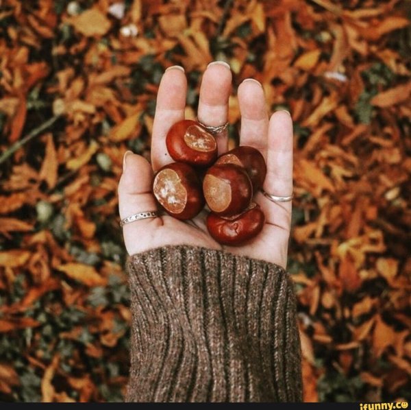 орехи каштана