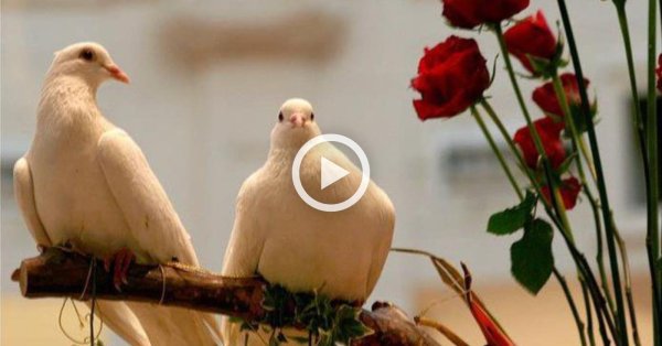 нежность голуби