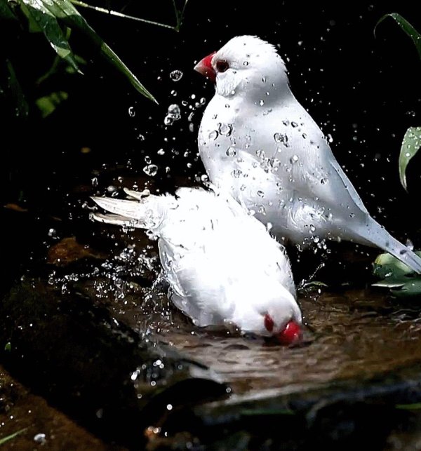 птичка зебровая амадина