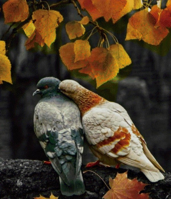 осенние птицы