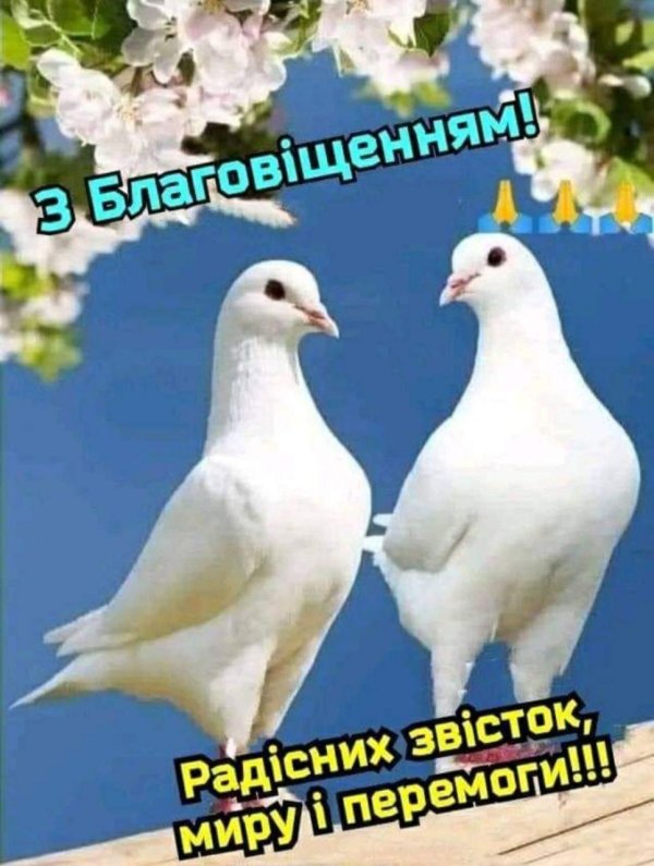 пара голубей