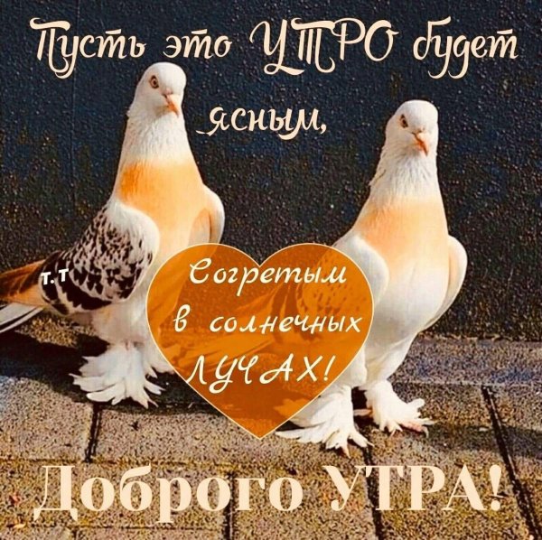 голуби такла