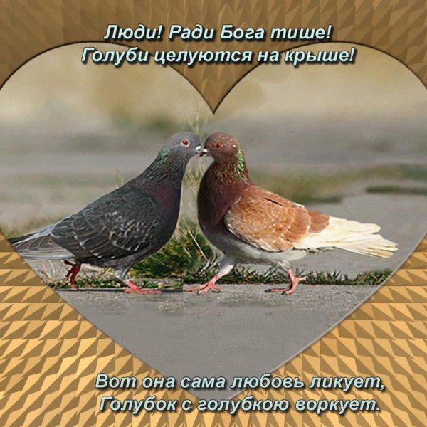 голуби воркуют