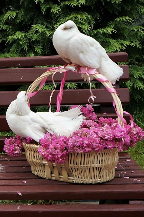 голуби анатолийская чайка