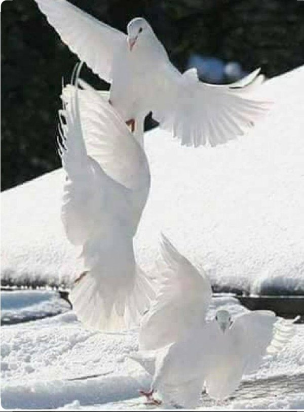 птица белая