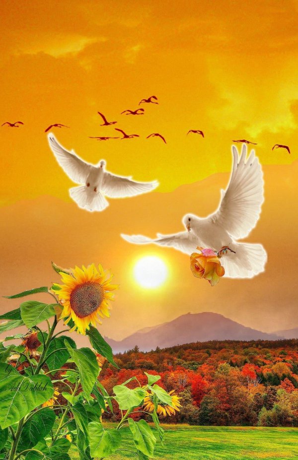 летят птицы