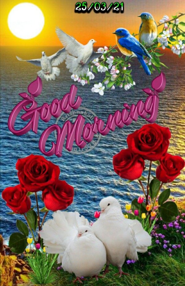 красивая птица