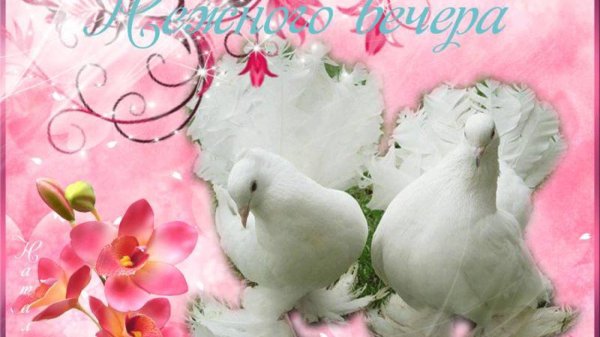 свадебный голубь