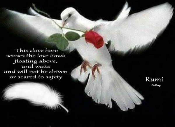 белая голубь