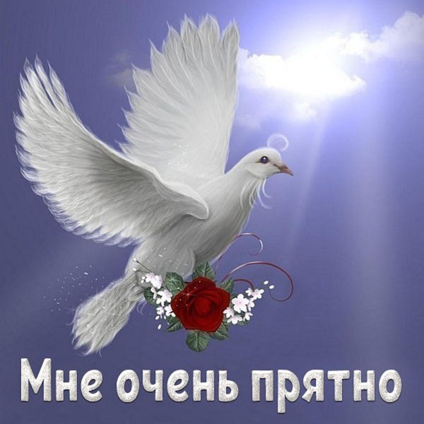 открытка с голубем