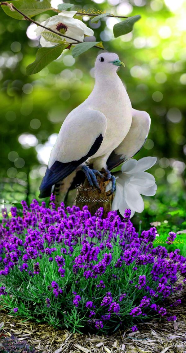 экзотическая птица