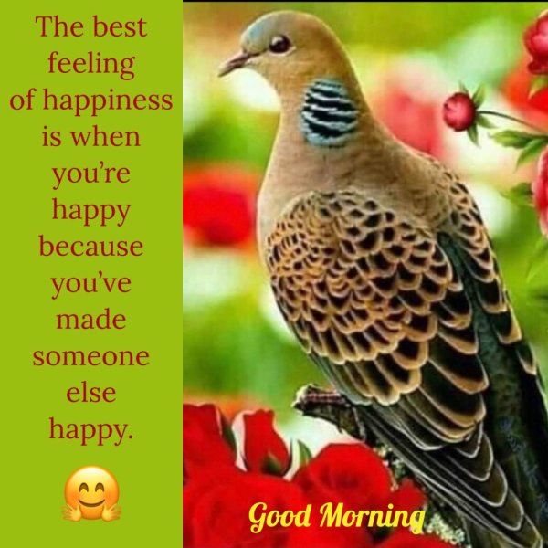 горлица обыкновенная