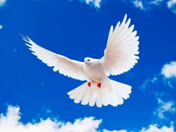 небо голуби