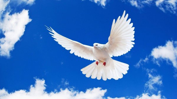 небо голуби