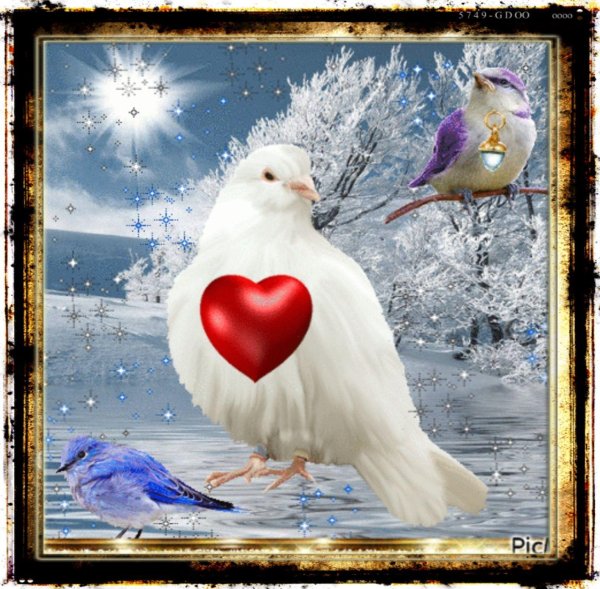 любовь голуби