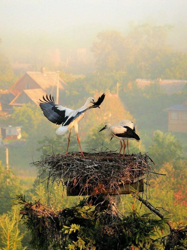 гнезда аистов