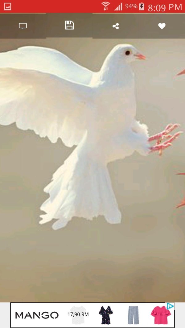 белая птица