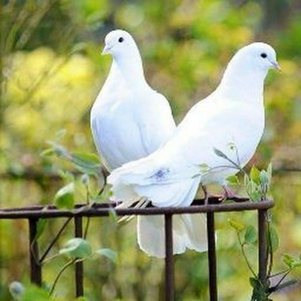 пара голубей