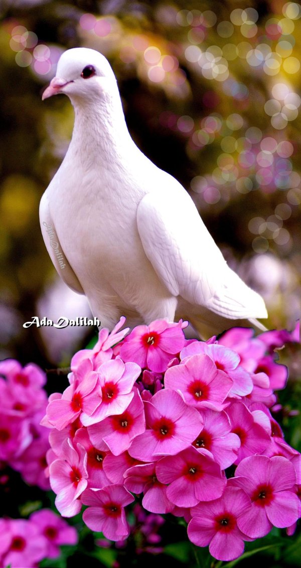 голубка белая