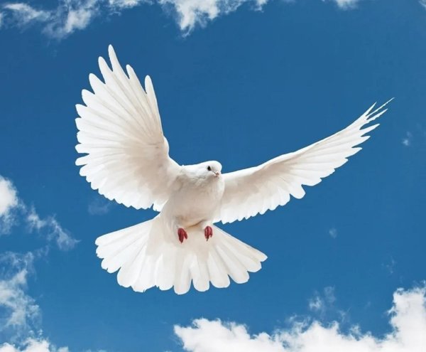 голуби мира