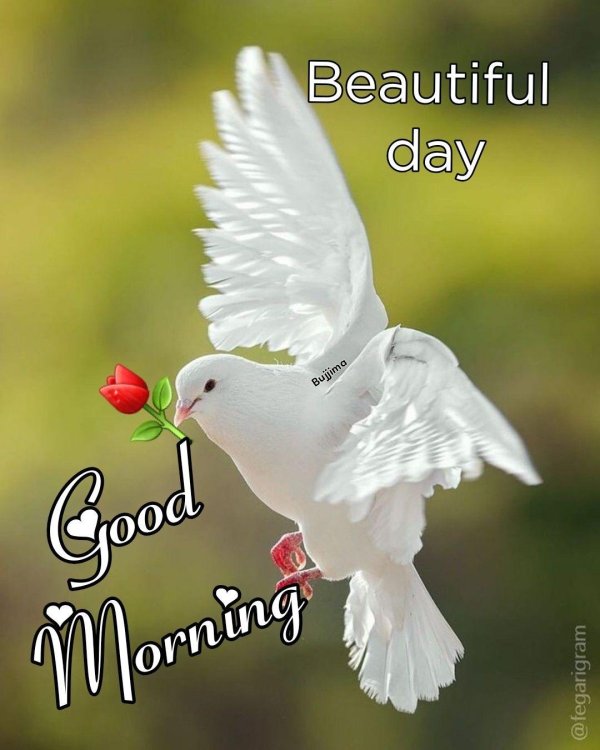 птичка голубь