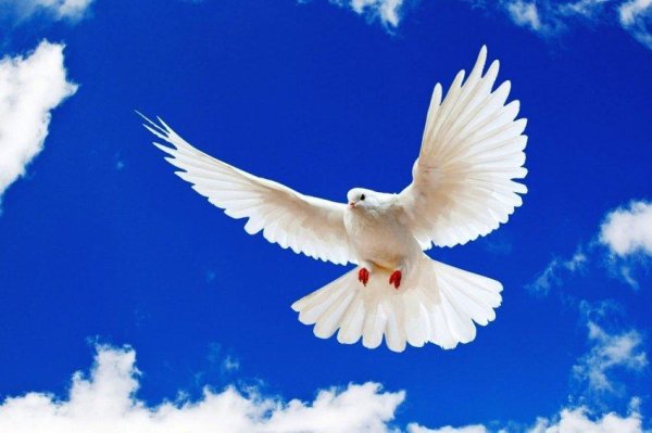 небо голуби