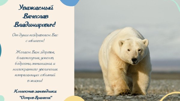 полярные медведи