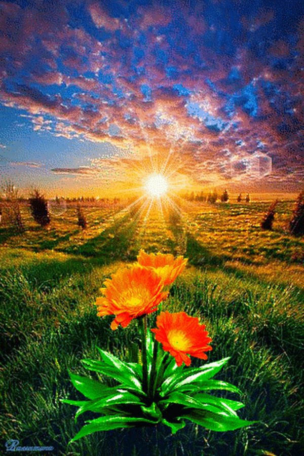 солнечный цветок