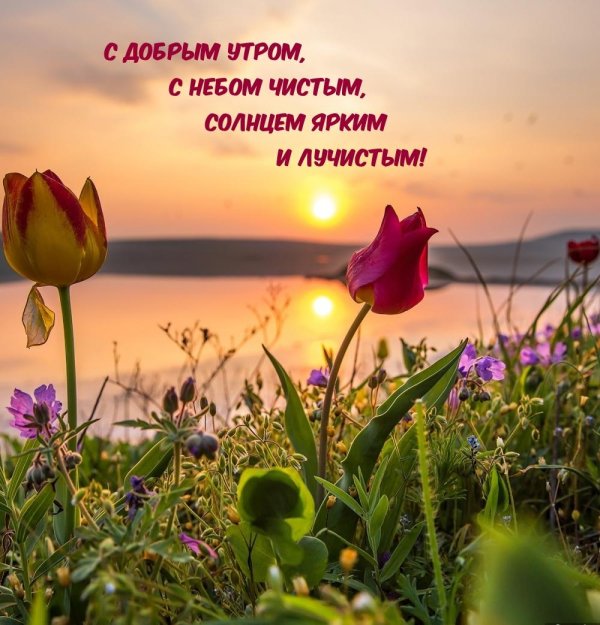 мыс опук дикие тюльпаны