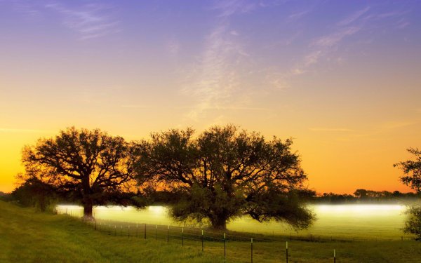 красивое дерево