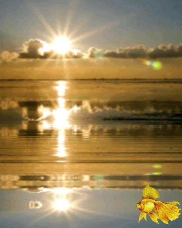 золотая рыбка