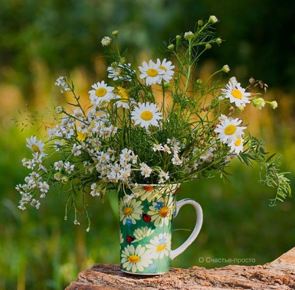 ромашек букет