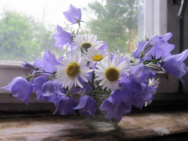 кампанула васильковая