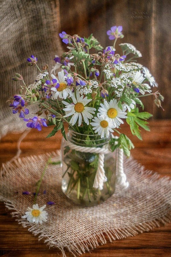 ромашки натюрморт