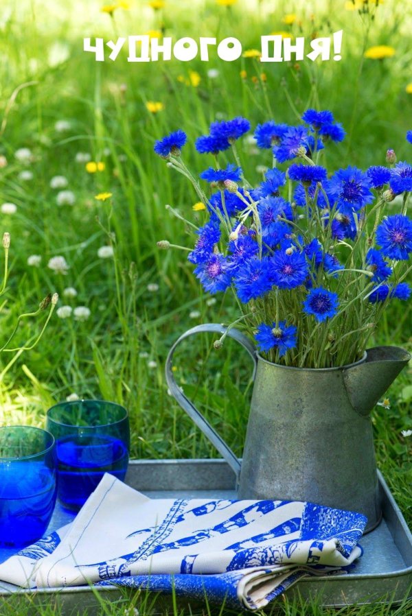 василёк блю бол