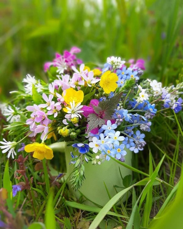 цветок полевой