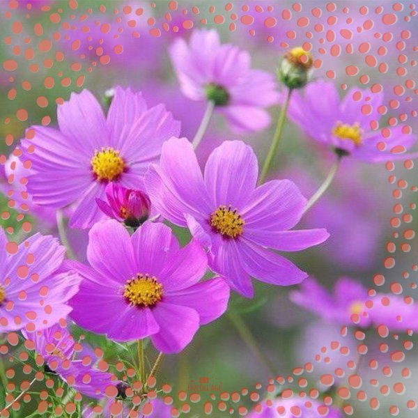 cosmos flower