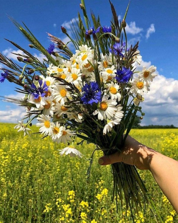 васильковое лето