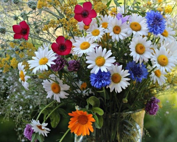 цветок полевой