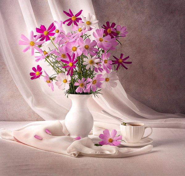 космея фотонатюрморты