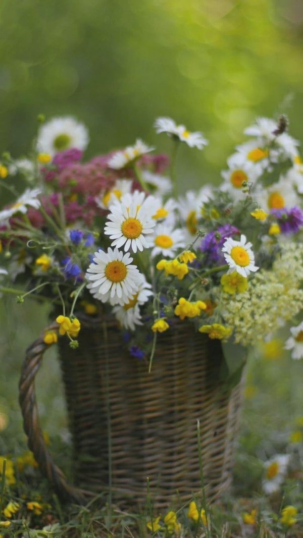 летнего утра