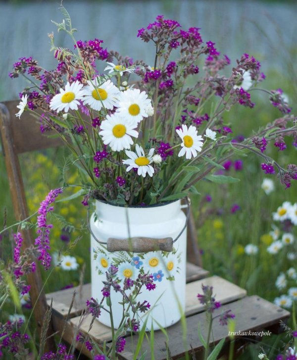 полевой цветок