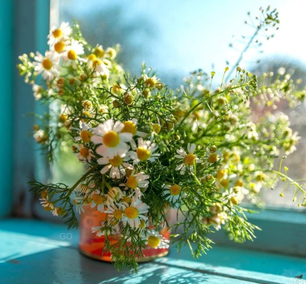 букет ромашек на окне