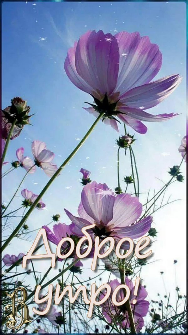 цветок космеи